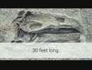fun-dinosaur-facts-episode-10