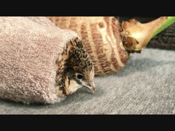 【ヒメウズラ】３号ちゃんも巻いてみた