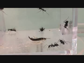 蟻戦争＃102 集団アリVSハサミムシ～健気な功労者～編
