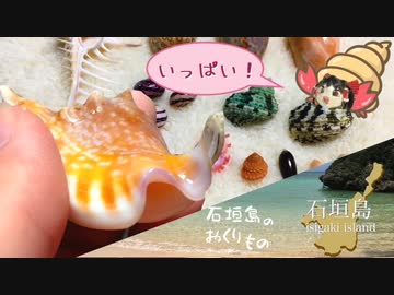 石垣島でお宝いっぱい！貝拾い編　＜その3＞