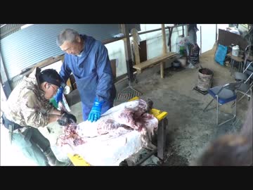 【閲覧注意】 猟犬日誌　猟師と猟犬の猪猟 Part45