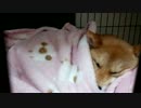 【柴犬】睡魔に襲われる柴犬