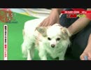 (´ε｀ ).と.犬