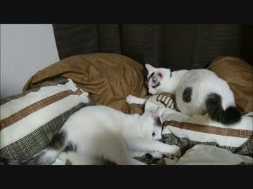 ふっかふかの掛け布団の上ではしゃぐ猫姉妹