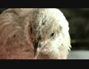 【ヒメウズラ】４号ちゃん生後３７日間のまとめ（BGMなしver.）