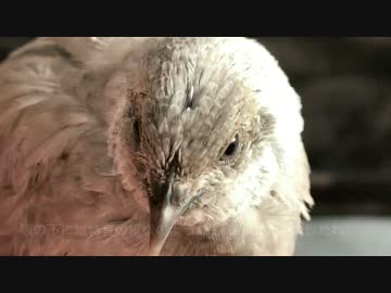 【ヒメウズラ】４号ちゃん生後３７日間のまとめ（BGMなしver.）