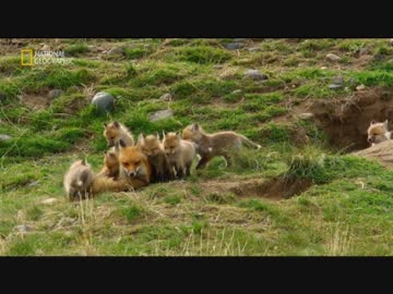 イエローストーンのフレンズ「恵みと試練の季節」