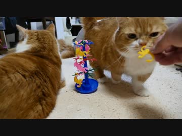 【マンチカンズ】猫の前でバランスゲームに挑戦！