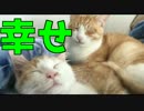 【ついに！！！】先輩猫に抱かれて幸せそうに寝る子猫！！！