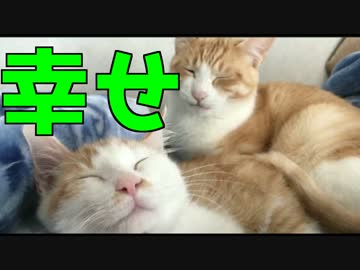 【ついに！！！】先輩猫に抱かれて幸せそうに寝る子猫！！！