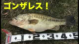 バス釣り動画。琵琶湖でゴンザレス釣れちゃった！