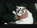 おっさんに抱かれて満足そうな猫