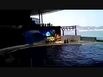 海響館のイルカ＆アシカショーです(*´ω｀*)