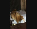 【柴犬】睡魔に襲われる柴犬2