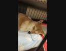 【柴犬】睡魔に襲われる柴犬3