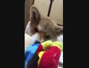 【柴犬】アンパンに食らいつく柴犬