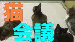 【かわいい】新人猫を加えた猫会議を開く猫達！【新入社員】