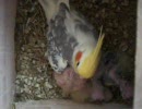 オカメインコの子育て　その３