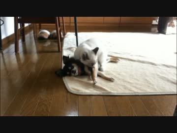 ネコに毛づくろいされてまんざらでもないチワワ