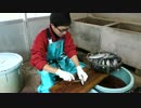 アウトドアをやろう！「突撃！くさや工場で、くさや作り体験」 in 八丈島