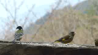 餌場の野生の小鳥たち