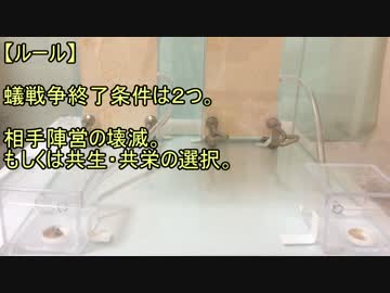 蟻戦争＃103 蟻戦争開幕準備編