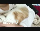 【超可愛い】飼い主の腕の中で眠る子猫！！