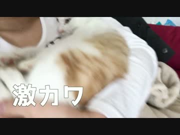 【超可愛い】飼い主の腕の中で眠る子猫！！