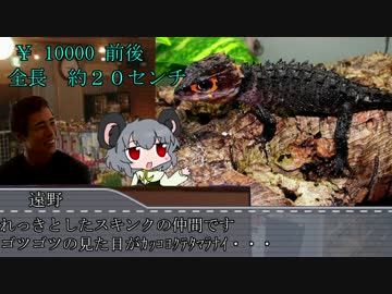 ハチュカス☆☆☆☆☆☆☆☆