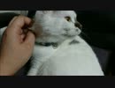 飼い主の特等席を占拠してるのにまったく謝る気のない猫