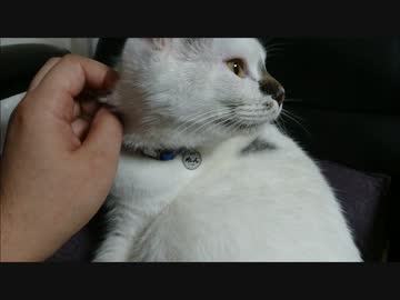 飼い主の特等席を占拠してるのにまったく謝る気のない猫