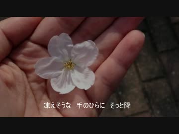 2017桜吹雪合唱