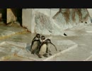 ふるるの親子【フンボルトペンギン】