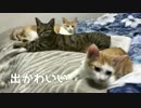 【かわいい】もう眠たくて眠たくて,めっちゃ眠い猫達！【眠い】