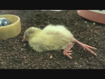 【逆再生】急に寝るヒメウズラ