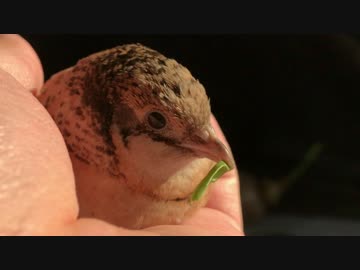 ぼけーっとするヒメウズラ