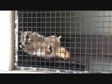 「おりられなくなっちゃたのだー！！」