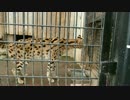 お家に帰るサーバルちゃん（どうぶつクイズもあるよ）