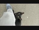 「帰らないでー」野良猫が懇願してきた
