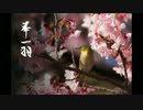 【和風】華一羽【オリジナル曲】