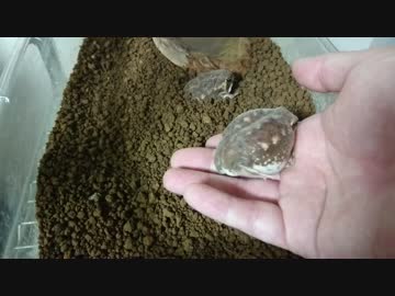 アメフクラガエル　めんどくさがり