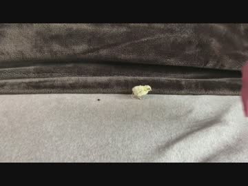 【逆再生】バキュームうずら