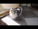 某猫カフェの日常その25♪