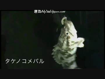 2017-04-02 生放送でタケノコメバルHITシーン