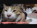 花粉症で涙目ウルウルな猫様。