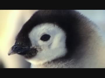 ペンギン幼稚園 初登校編