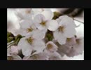 【愛知県】岡崎城・大樹寺の桜【NegativeRider】