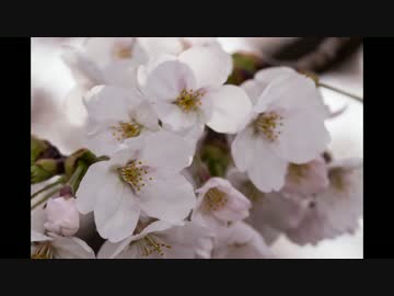 【愛知県】岡崎城・大樹寺の桜【NegativeRider】