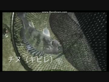 2017-04-05 生放送でチヌ（キビレ）HITシーン