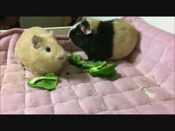 【モルモットのいる日常：Part1】ハッとするモルモット【風助、凪】